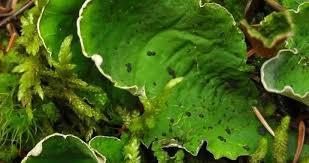 Attēlu rezultāti vaicājumam “Peltigera”