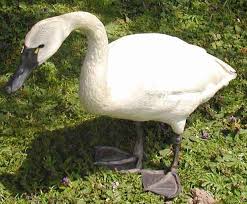 Attēlu rezultāti vaicājumam “Cygnus columbianus adult”