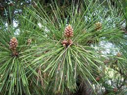 Attēlu rezultāti vaicājumam “Pinus pumila male flower”