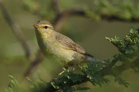 Attēlu rezultāti vaicājumam “Phylloscopus trochilus nest”
