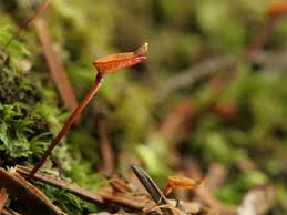 Attēlu rezultāti vaicājumam “Buxbaumia aphylla sporophyte”