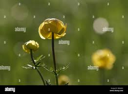 Attēlu rezultāti vaicājumam “Trollius europaeus bud”