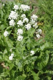 Attēlu rezultāti vaicājumam “Armoracia rusticana”