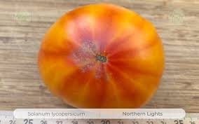 Afbeeldingsresultaat voor northern lights tomato