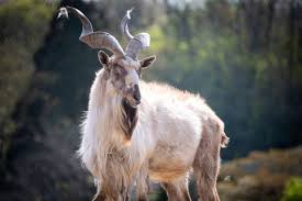 Attēlu rezultāti vaicājumam “Capra”