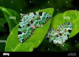 Attēlu rezultāti vaicājumam “Colostygia pectinataria female”