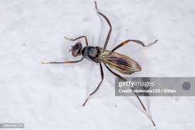 Attēlu rezultāti vaicājumam “Micropezidae”