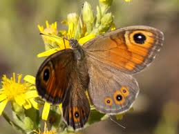 Attēlu rezultāti vaicājumam “Lasiommata maera upperside”