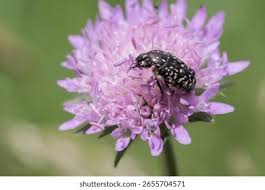 Attēlu rezultāti vaicājumam “Oxythyrea funesta”