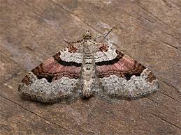 Attēlu rezultāti vaicājumam “Xanthorhoe designata”