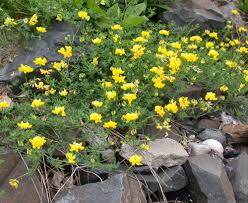 Attēlu rezultāti vaicājumam “Lotus corniculatus flower”