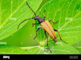 Attēlu rezultāti vaicājumam “Leptura rubra male”