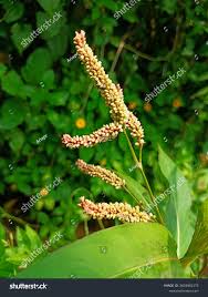 Attēlu rezultāti vaicājumam “Persicaria lapathifolia fruit”