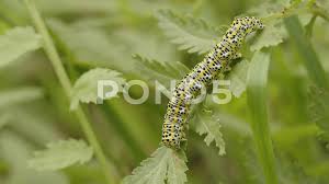 Attēlu rezultāti vaicājumam “Cucullia verbasci”