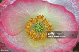 Image result for Papaver rhoeas 'Shirley'