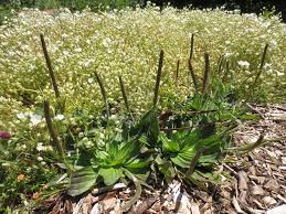 Attēlu rezultāti vaicājumam “Plantago uniflora”