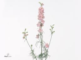 Attēlu rezultāti vaicājumam “Consolida regalis flower”