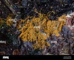 Attēlu rezultāti vaicājumam “Badhamia utricularis plasmodium”