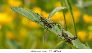 Attēlu rezultāti vaicājumam “Tettigoniodea”