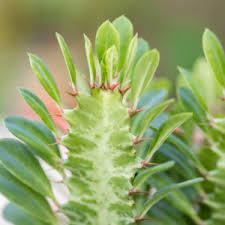 Attēlu rezultāti vaicājumam “Euphorbia palustris leaf”