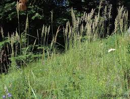 Attēlu rezultāti vaicājumam “Calamagrostis purpurea fruit”