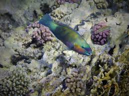 Image result for Chlorurus sordidus