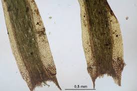 Attēlu rezultāti vaicājumam “Paraleucobryum longifolium”