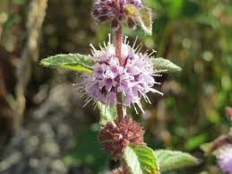 Attēlu rezultāti vaicājumam “Mentha arvensis flower”