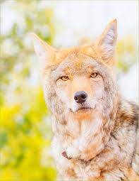 Image result for Hartlepool Coyotes