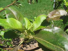Attēlu rezultāti vaicājumam “Pyrus communis leaf”