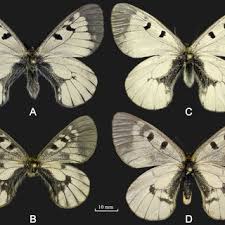 Attēlu rezultāti vaicājumam “Parnassius mnemosyne upperside”