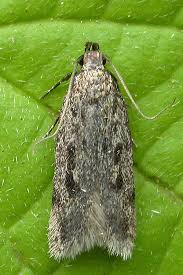 Attēlu rezultāti vaicājumam “Gelechia rhombella”