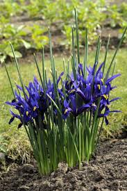Attēlu rezultāti vaicājumam “Iris reticulata flower”
