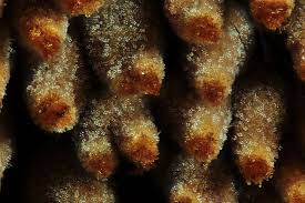 Attēlu rezultāti vaicājumam “Asterodon ferruginosus”