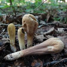 Attēlu rezultāti vaicājumam “Clavariadelphus pistillaris”