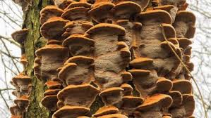 Attēlu rezultāti vaicājumam “Inonotus rheades”