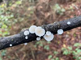 Attēlu rezultāti vaicājumam “Rimbachia neckerae”