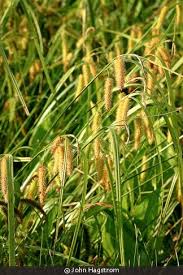 Attēlu rezultāti vaicājumam “Carex globularis flower”