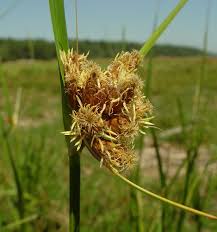 Attēlu rezultāti vaicājumam “Schistidium robustum sporophyte”