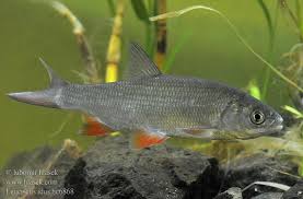 Attēlu rezultāti vaicājumam “Leuciscus idus”