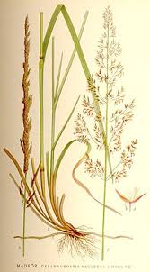 Attēlu rezultāti vaicājumam “Calamagrostis stricta”