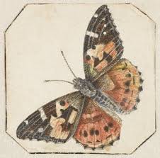 Attēlu rezultāti vaicājumam “Vanessa cardui upperside”