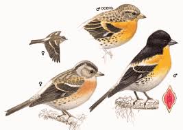 Attēlu rezultāti vaicājumam “Fringilla montifringilla”