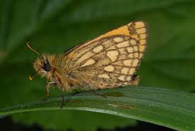 Attēlu rezultāti vaicājumam “Carterocephalus silvicolus”