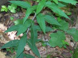 Attēlu rezultāti vaicājumam “Solidago virgaurea leaf”