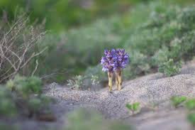 Attēlu rezultāti vaicājumam “Orobanche coerulescens flower”