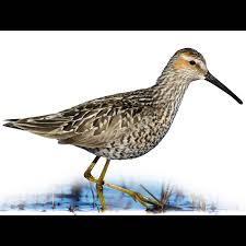 Attēlu rezultāti vaicājumam “Calidris maritima adult”