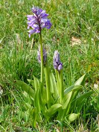 Attēlu rezultāti vaicājumam “Orchis militaris”