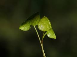 Attēlu rezultāti vaicājumam “Lemna gibba”