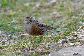 Image result for Prunella collaris